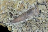 Fossil Crocodilian (Goniopholid) Tooth In Situ - Texas #88722-3